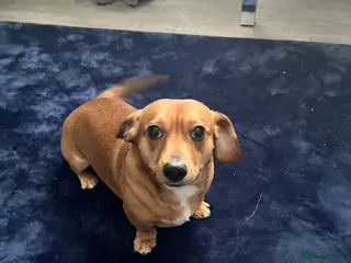 Jackshund dogs Dachshund Jack Russell cross - Advert 1