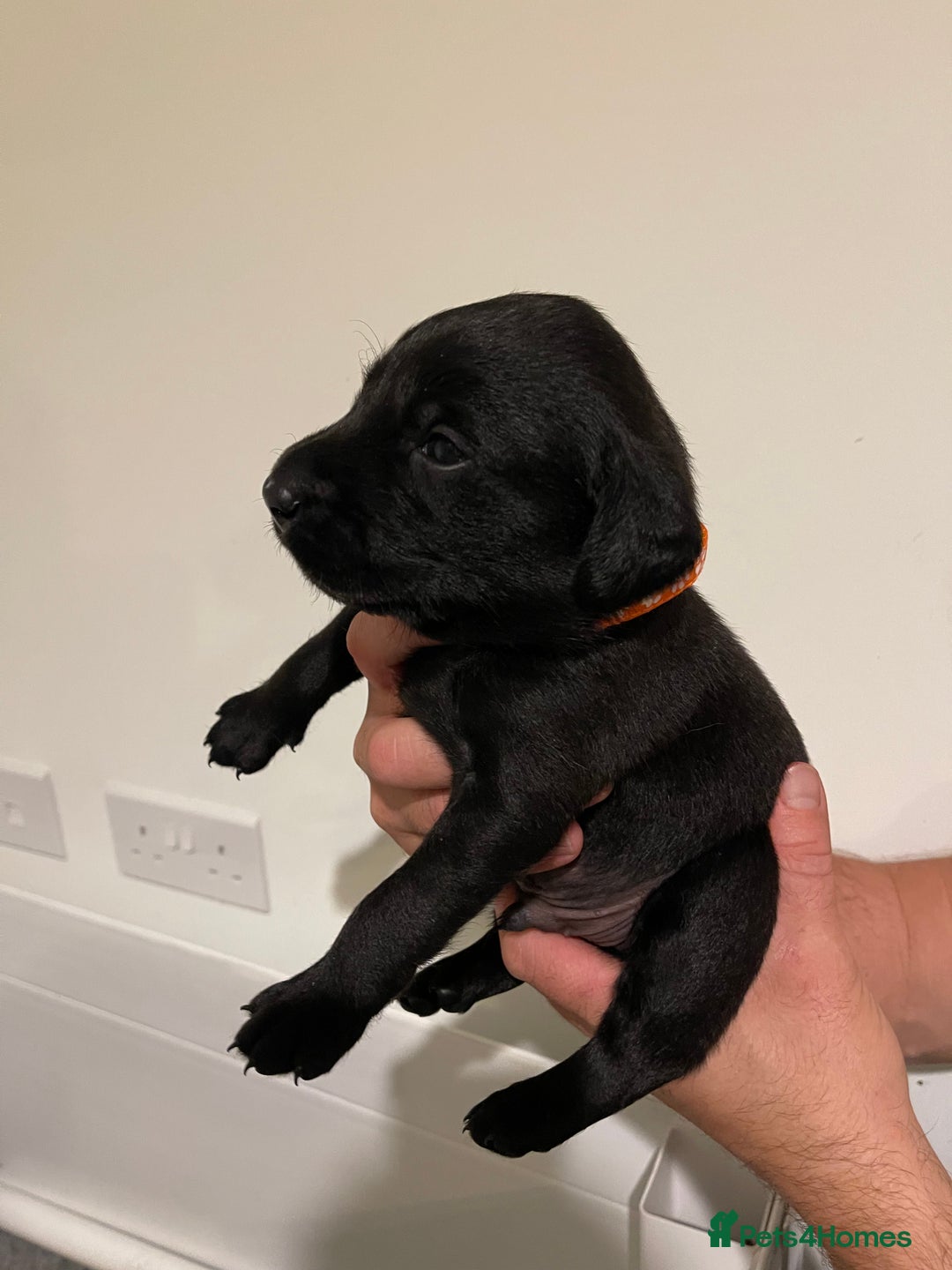 Labrador Retriever dogs for sale: 9 KC Black Lab Pups  - Image 8