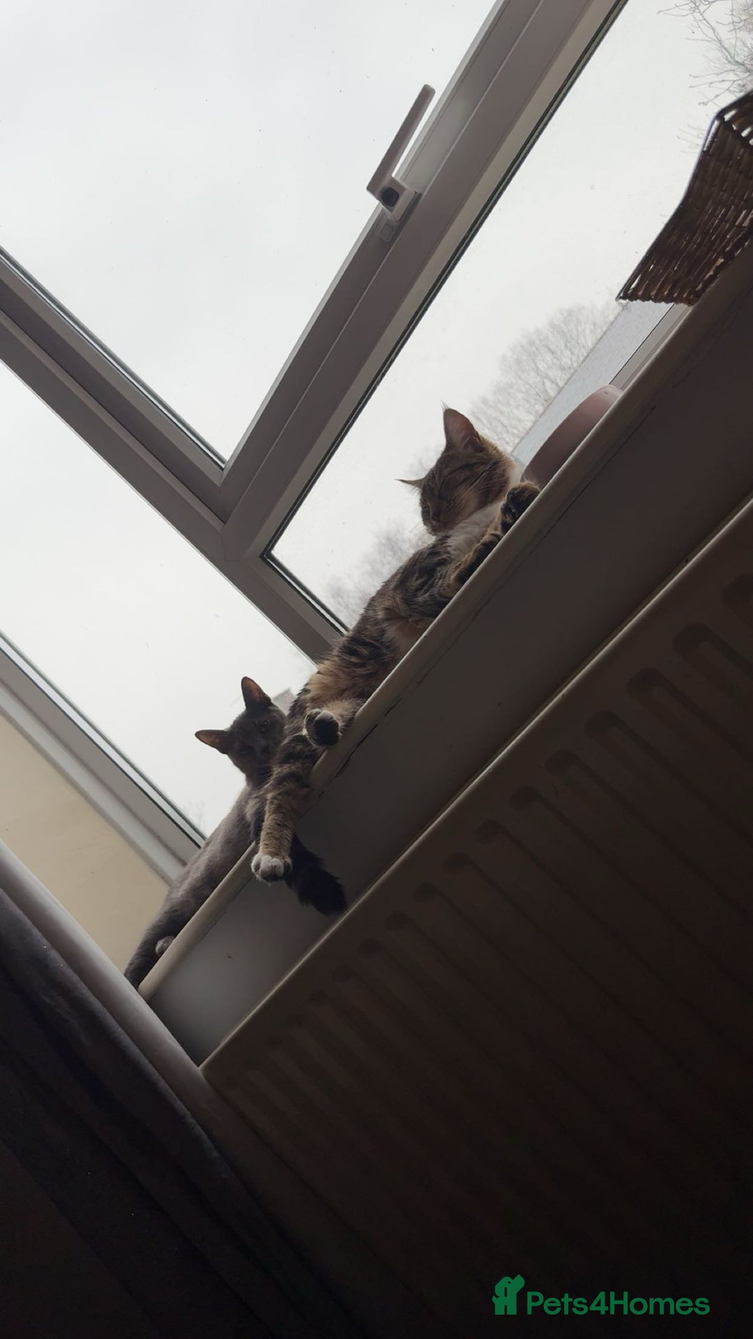 Chartreux cats for sale: Skye  - Advert 5