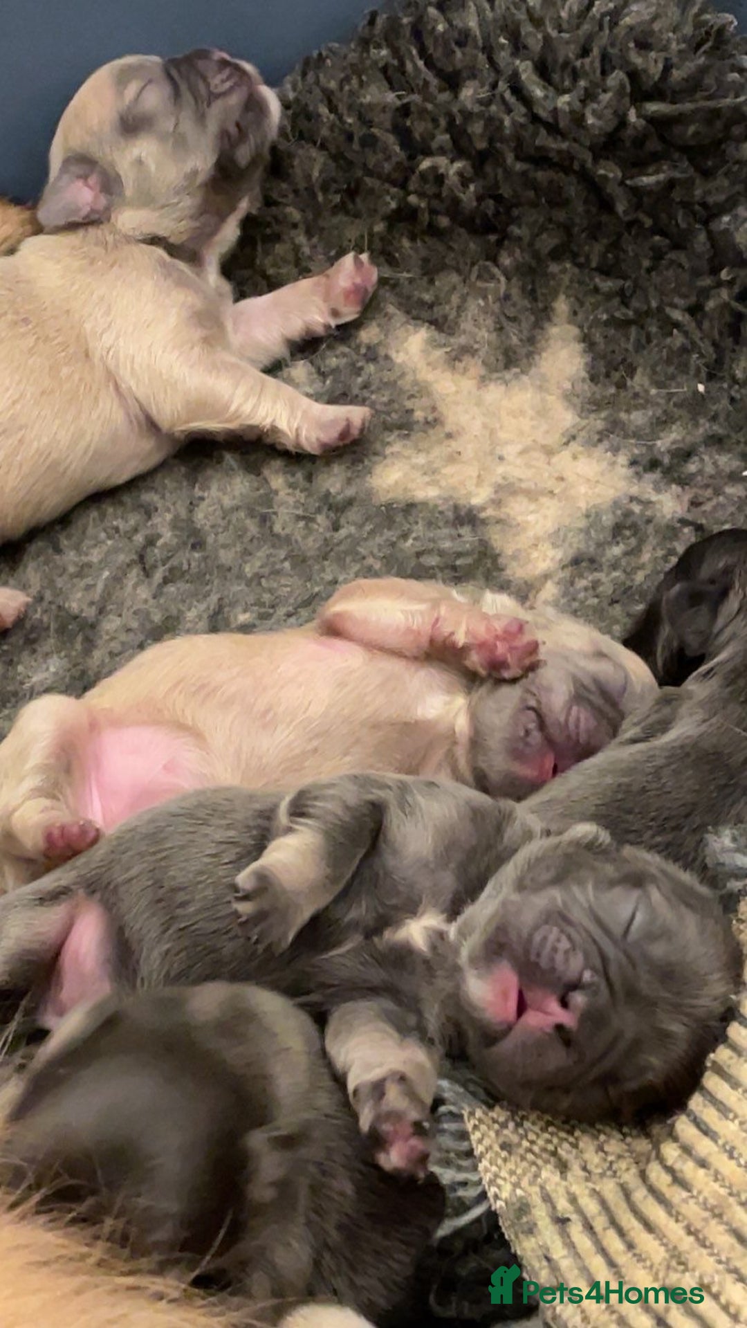 French Bulldog dogs for sale: Full fluffy French bulldogs Pink  - Advert 2