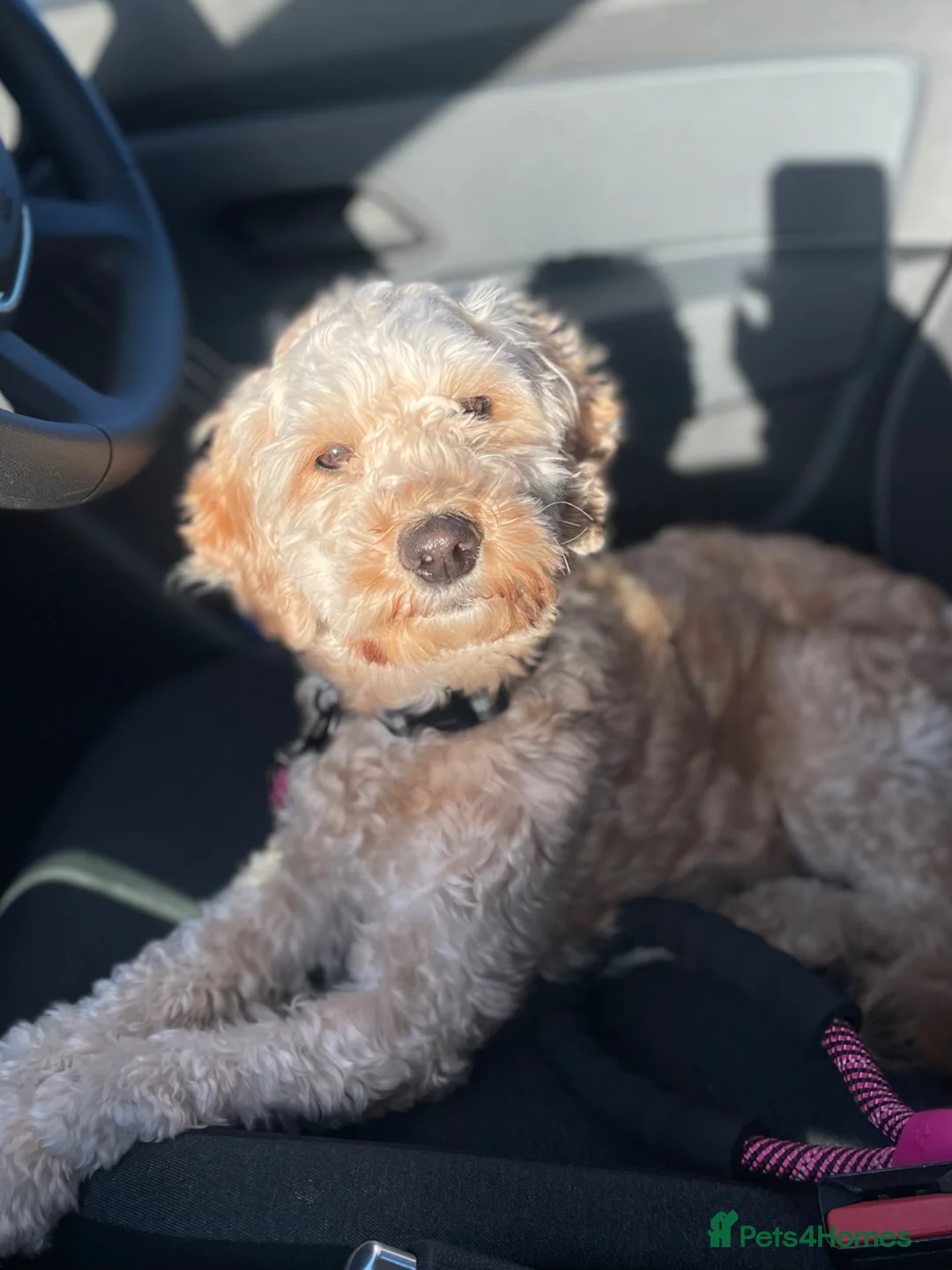 Cockapoo dogs for sale: 3 year old female cockapoo in Liverpool - Advert 1