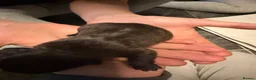 French Bulldog dogs for sale: French bulldog puppies  - Advert 9