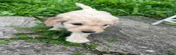 Cockapoo dogs for sale: Lovely F1 Cockapoos in Radstock - Advert 12