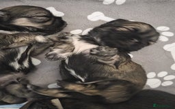 Shih Tzu dogs for sale: Shih tzus  - Image 14