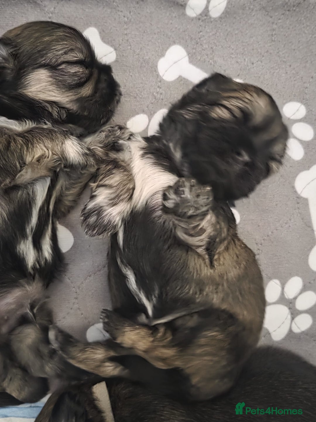 Shih Tzu dogs for sale: Shih tzus  - Image 14