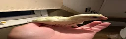 Parakeets birds for sale: Hand reared hand tame kakariki - Advert 1