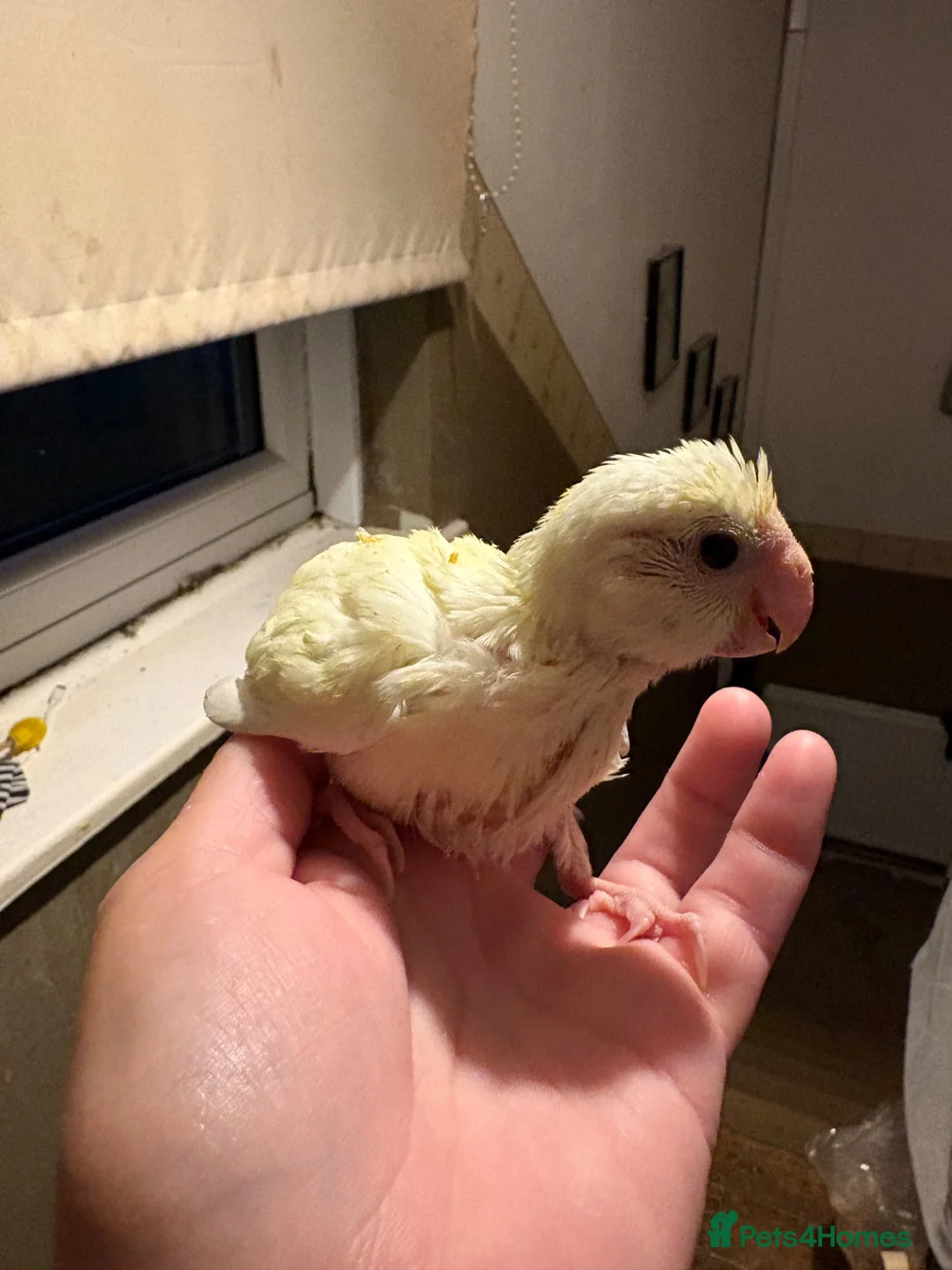 Parakeets birds for sale: Hand reared hand tame kakariki - Advert 1