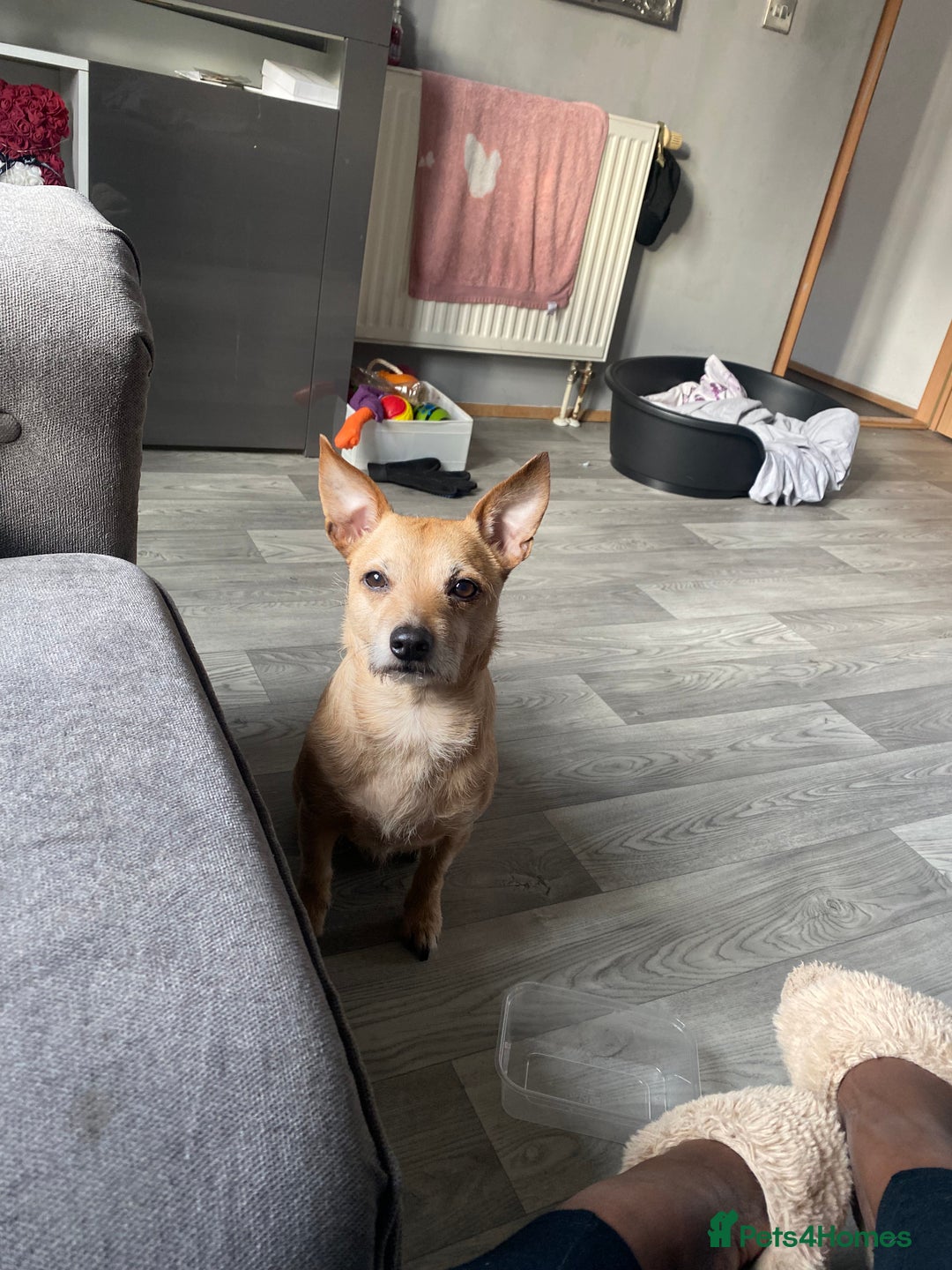 Mixed Breed dogs for sale: Loving Jack Russell/Chihuahua Mix - Image 1