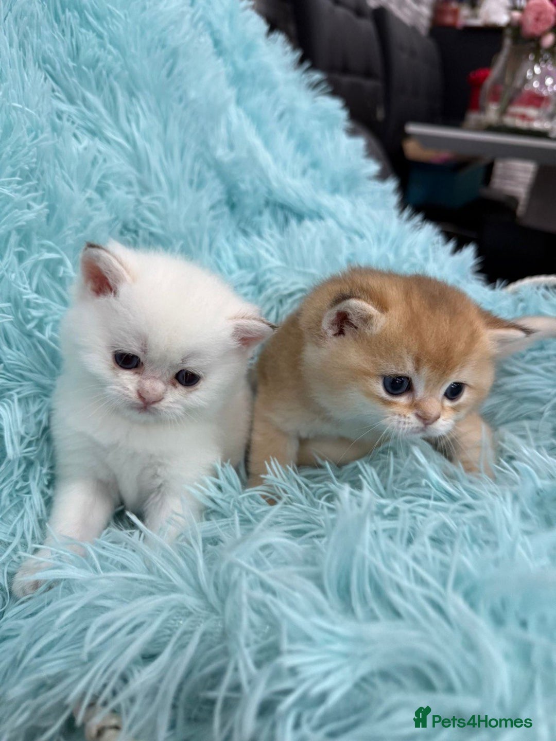 British Shorthair cats for sale: British Shorthair Kitten Golden Tipped Colourpoint - Image 7