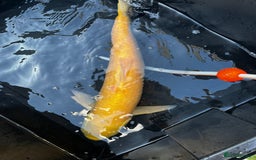 Koi Carp fish for sale: Japanese koi carp £100 each  - Image 38