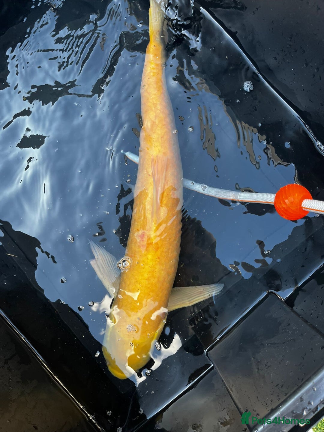 Koi Carp fish for sale: Japanese koi carp £100 each  - Image 38