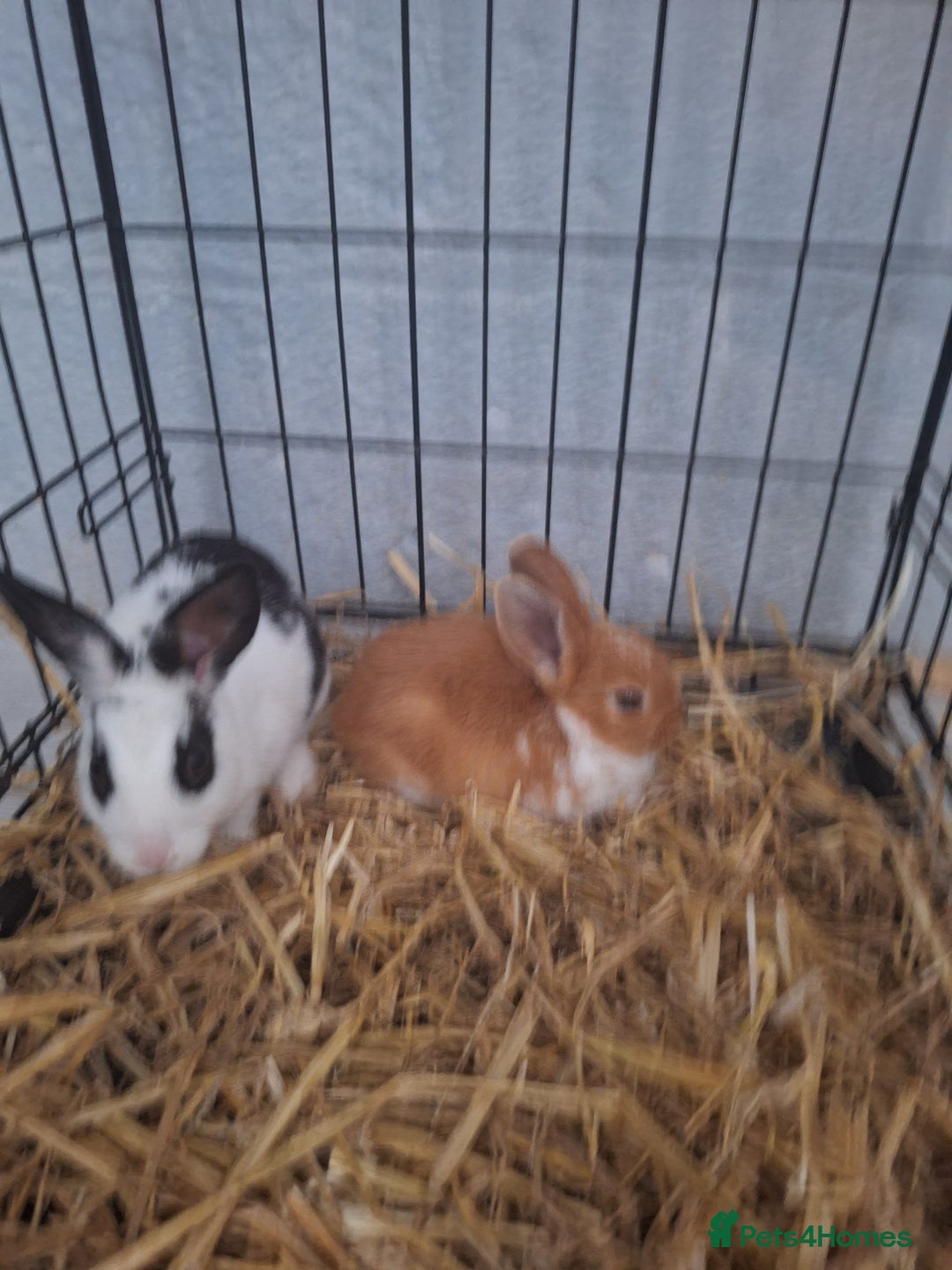 Mixed Breed rabbits for sale: Adorable Male & Female Rabbits - With Hay & Food - Image 8