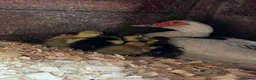 Ducks poultry for sale: Muscovy ducklings  in Guisborough - Advert 2