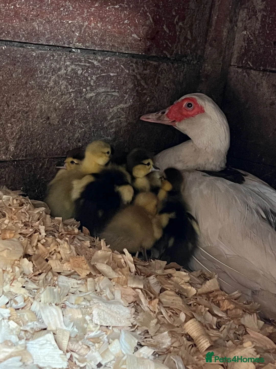 Ducks poultry for sale: Muscovy ducklings  in Guisborough - Advert 2
