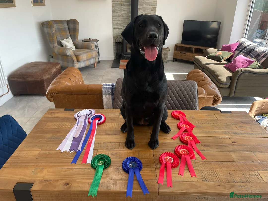 Labrador Retriever dogs for sale: Beautiful black lab  - Advert 2