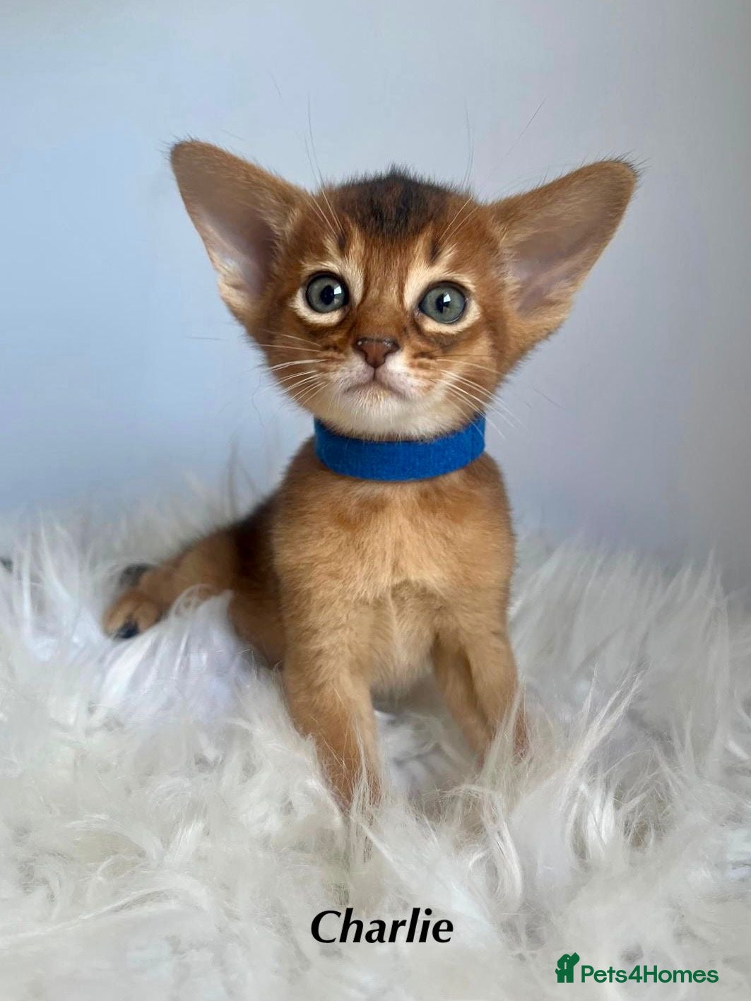 Abyssinian cats for sale: Adorable Abyssinian kittens - Advert 1