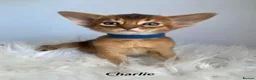 Abyssinian cats for sale: Adorable Abyssinian kittens - Advert 1