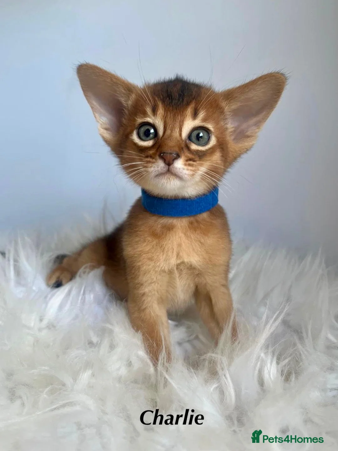Abyssinian cats for sale: Adorable Abyssinian kittens - Advert 1