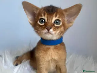 Abyssinian cats for sale: Adorable Abyssinian kittens - Advert 1