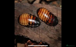 Snake reptiles for sale: Three Snakes + Madagascan Hissing Roaches - Image 17