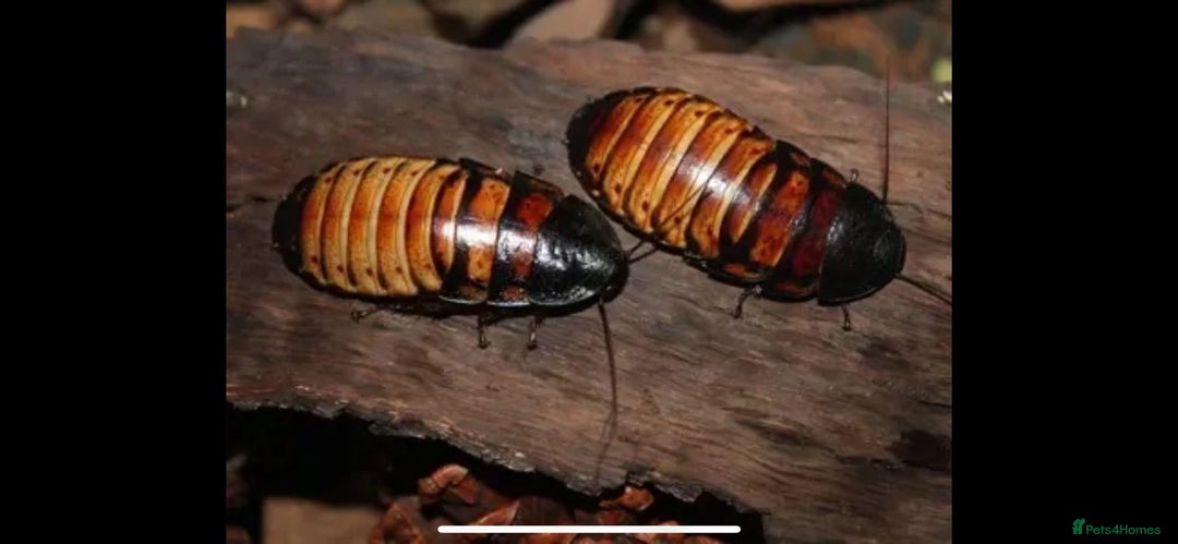 Snake reptiles for sale: Three Snakes + Madagascan Hissing Roaches - Image 17
