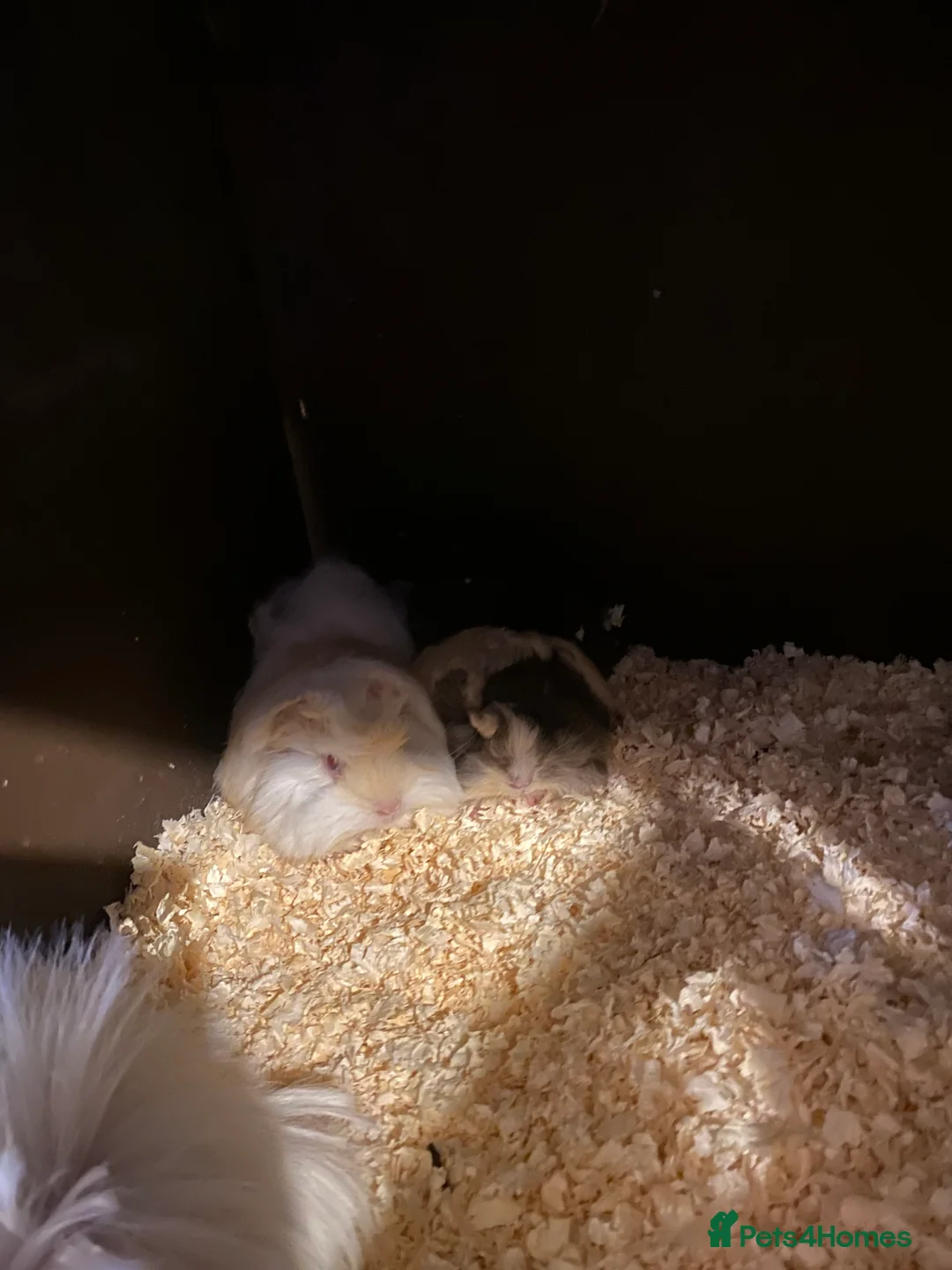 Guinea Pig rodents for sale: Peruvian Guinea pigs  - Advert 2