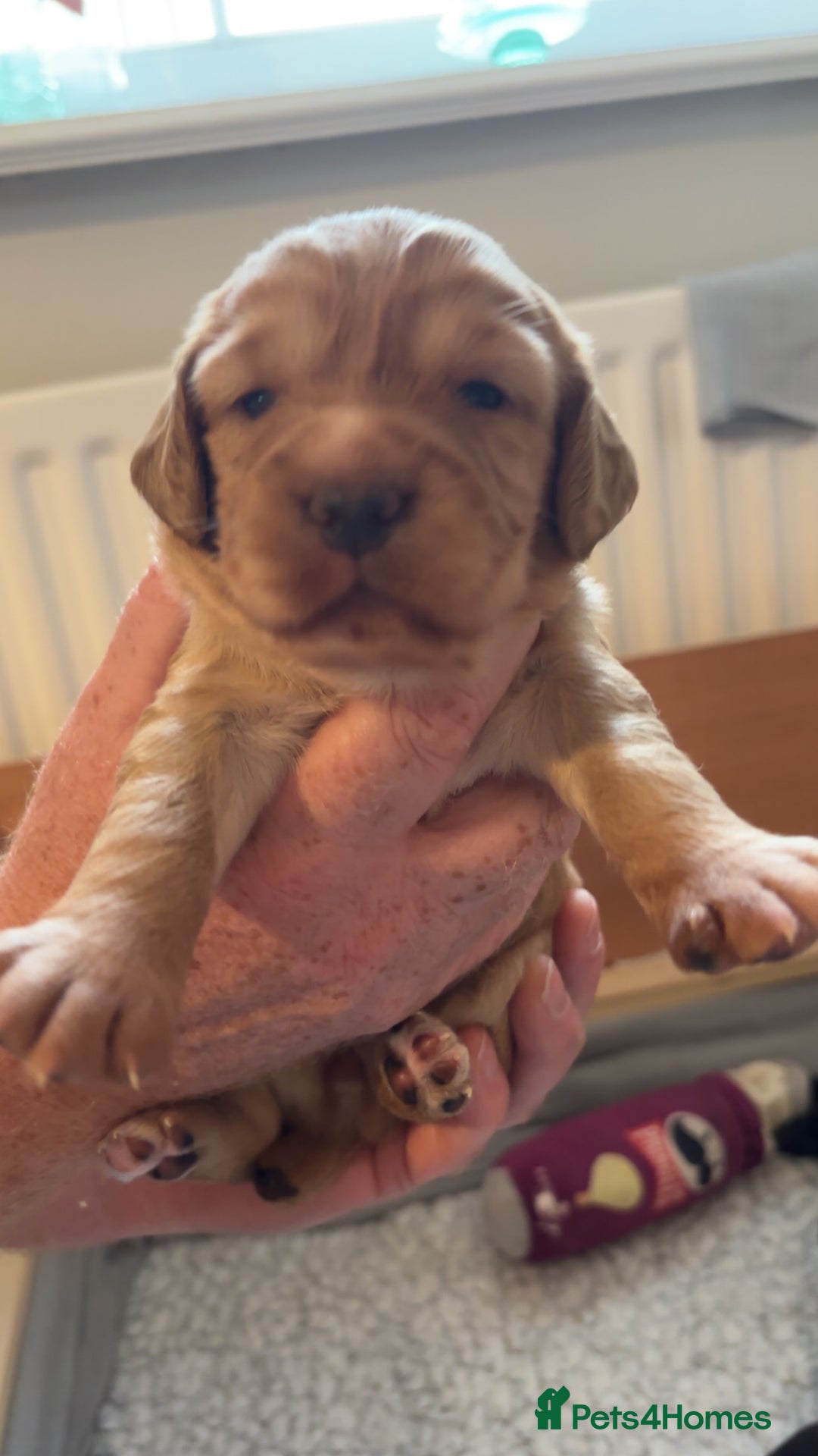 Cocker Spaniel dogs for sale: KC Registered Working Cocker Spaniel Puppies - Image 6