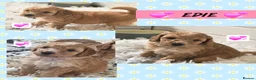Cockapoo dogs for sale: Health Tested F1b Cockapoo Puppies - Advert 11