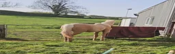 English Thoroughbred horses for sale: (SOLD) Stunning rising 2 year old filly - Advert 2