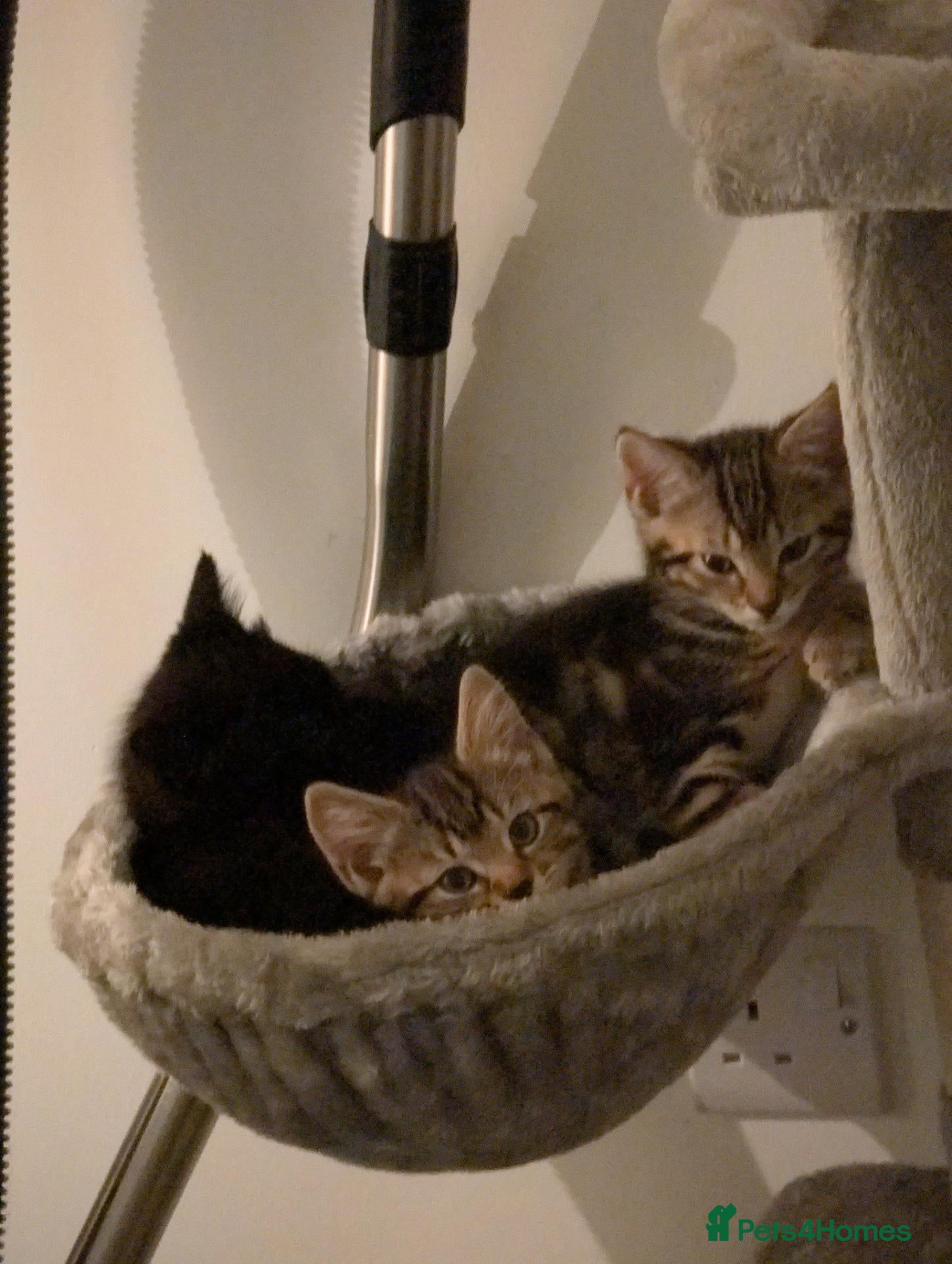 Mixed Breed cats Beautiful Kittens Seeking Loving Forever Homes - Advert 2