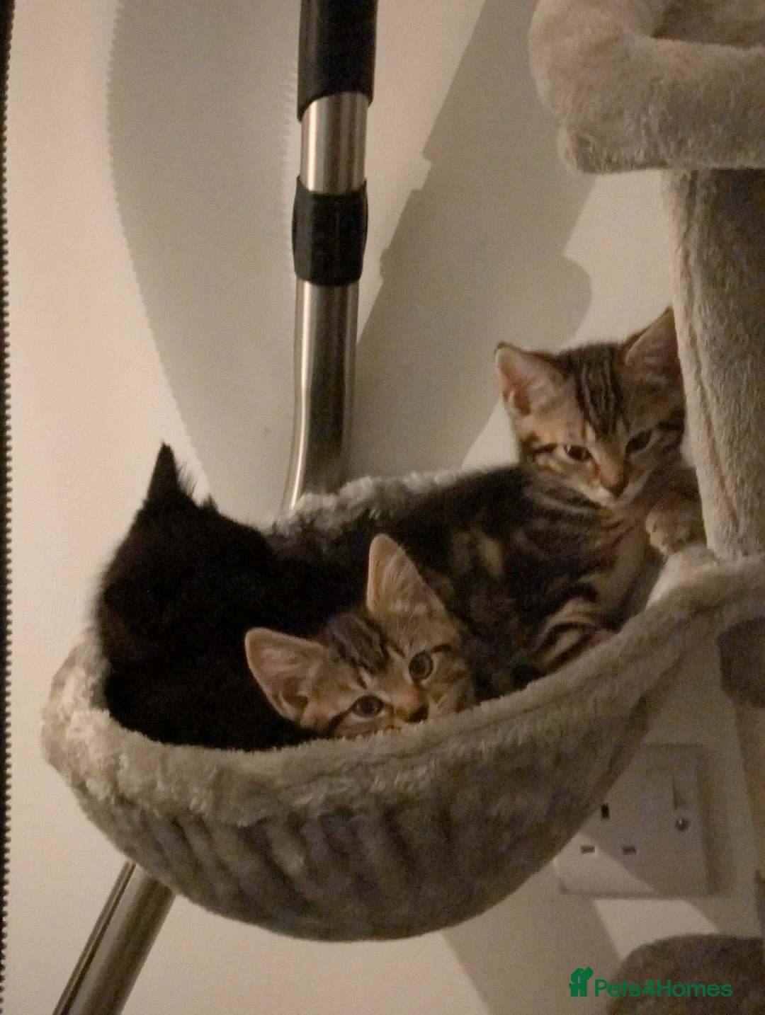 Mixed Breed cats for sale: Beautiful Kittens Seeking Loving Forever Homes in Doncaster - Advert 1