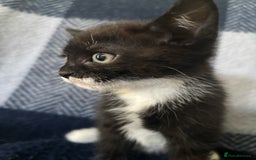 Mixed Breed cats for sale: Domestic cats  - Image 15