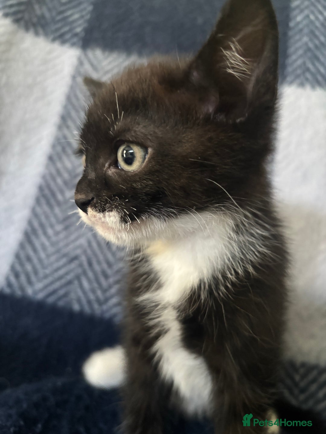 Mixed Breed cats for sale: Domestic cats  - Image 15