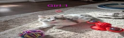 Siberian cats for sale: Siberian crossed kittens  - Advert 5