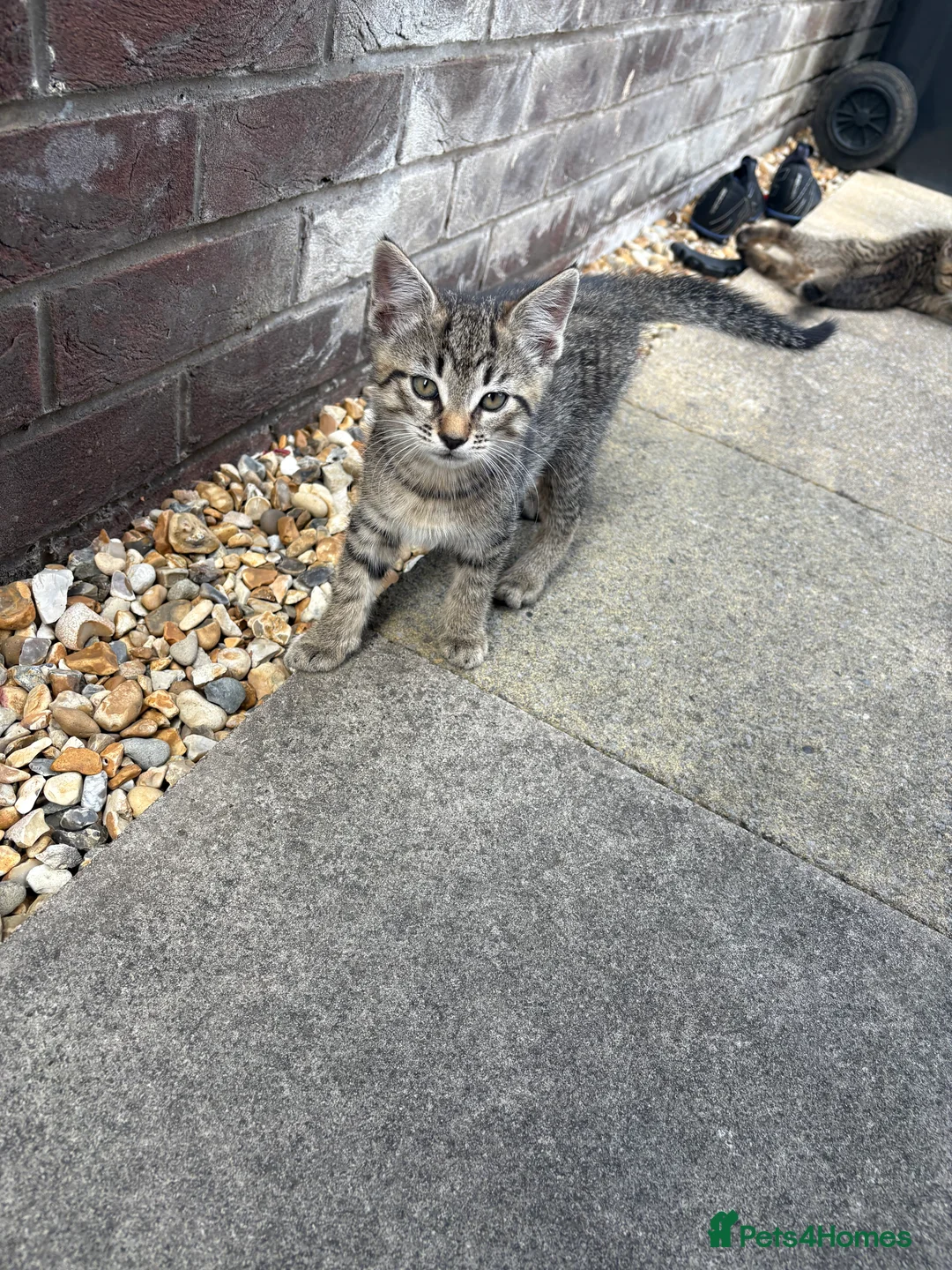 Turkish Angora cats for sale: 3 white and 2 black cats for sale in Oswestry - Advert 2