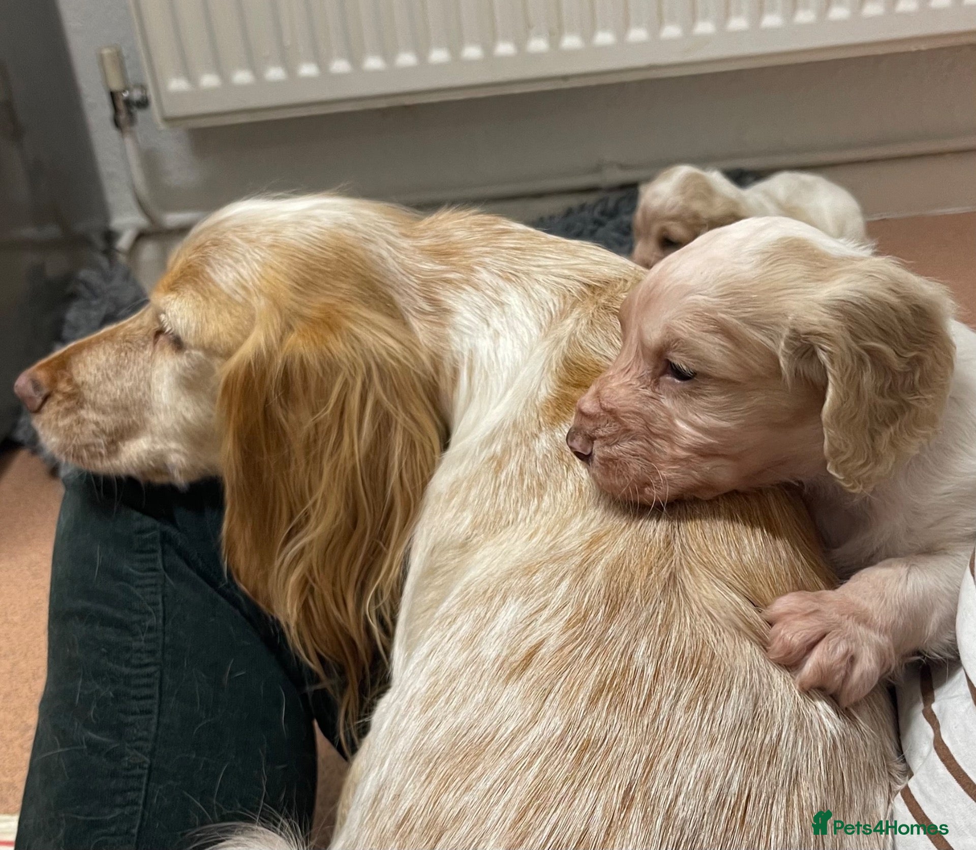 Cocker Spaniel dogs Two Working cocker spaniel puppies left - Advert 2