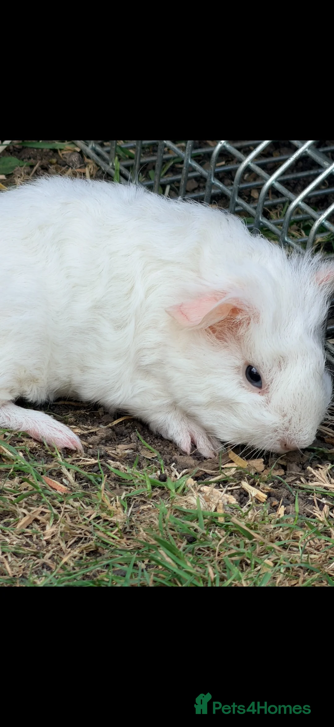 Guinea Pig rodents for sale: Our last little guinea pig girlie  - Advert 3
