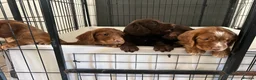 Cocker Spaniel dogs for sale: working cocker spaniels  - Advert 15
