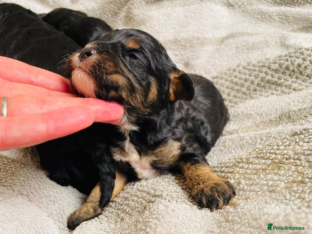 Cavapoo dogs for sale: Beautiful cavapoos  - Image 5