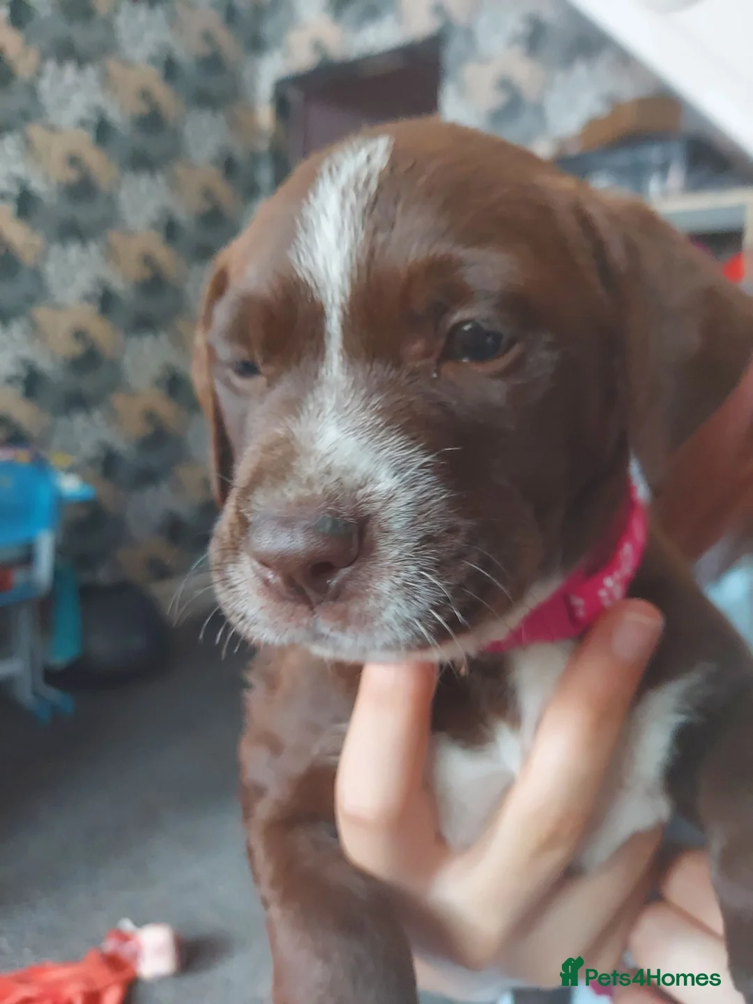 Mixed Breed dogs for sale: Mixed labrador puppies  - Advert 38