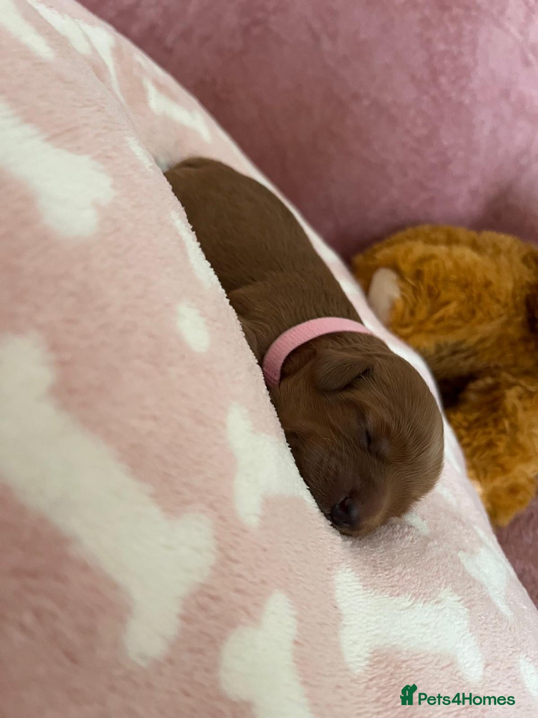 Cockapoo dogs for sale: 🌸3 gorgeous Chunky Cockapoos 🌸 - Image 31