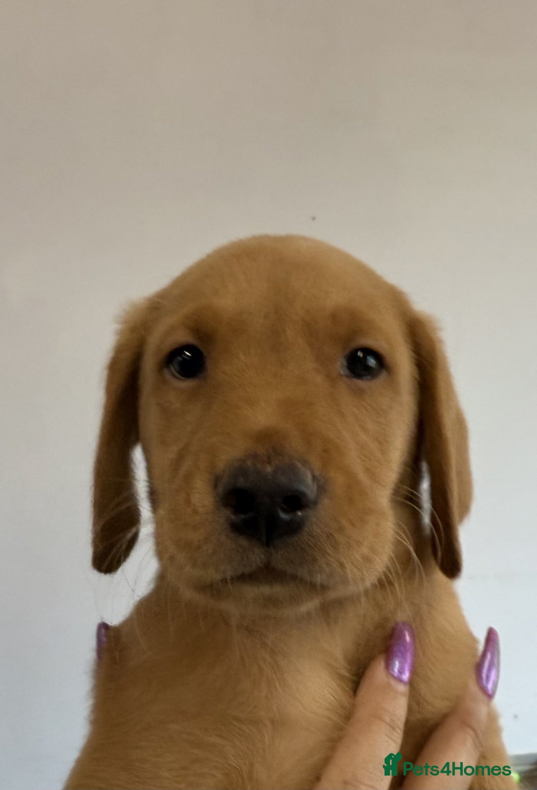 Labrador Retriever dogs for sale: Labrador Puppies For Sale - Advert 3
