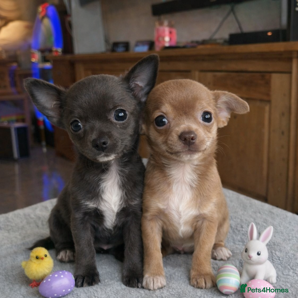 Chihuahua dogs Tiny chihuahua girls 💕 - Advert 4