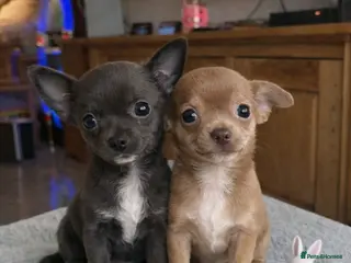 Chihuahua dogs Tiny chihuahua girls 💕 - Advert 4