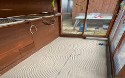 Budgerigars birds for sale: Budgies with an Aviary available. - Image 14