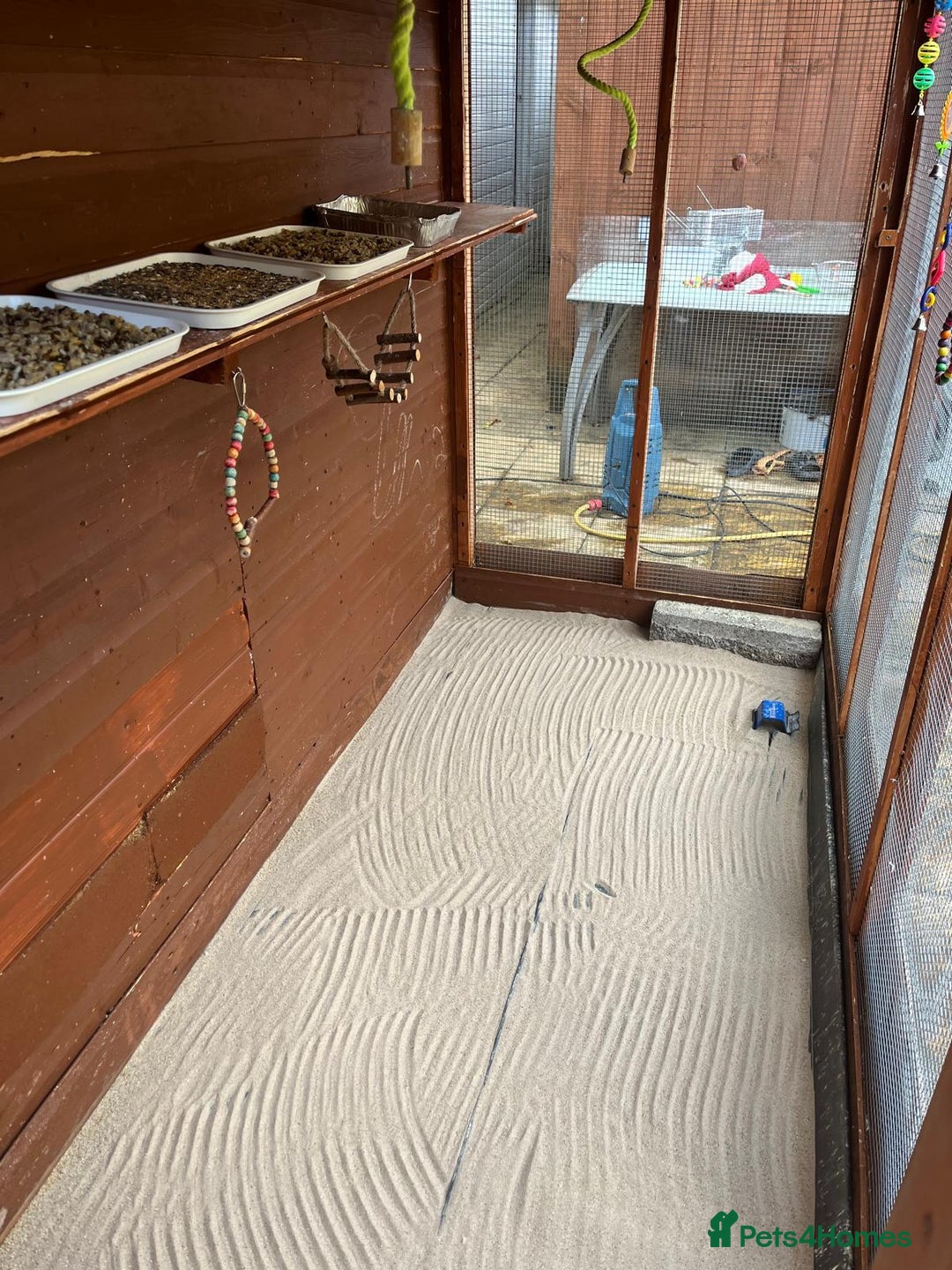 Budgerigars birds for sale: Budgies with an Aviary available. - Image 14