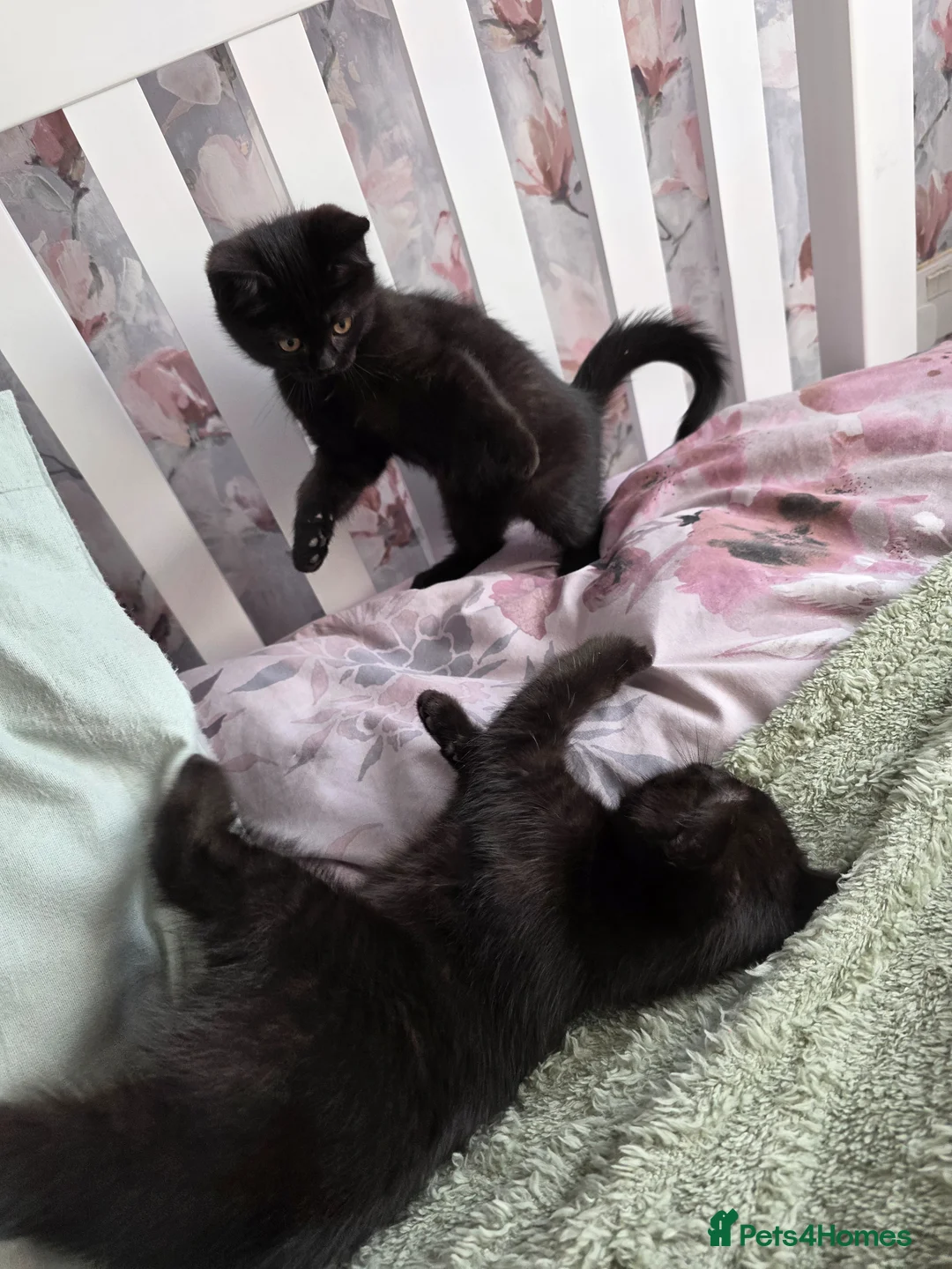 British Shorthair cats for sale: Kittens - Advert 2