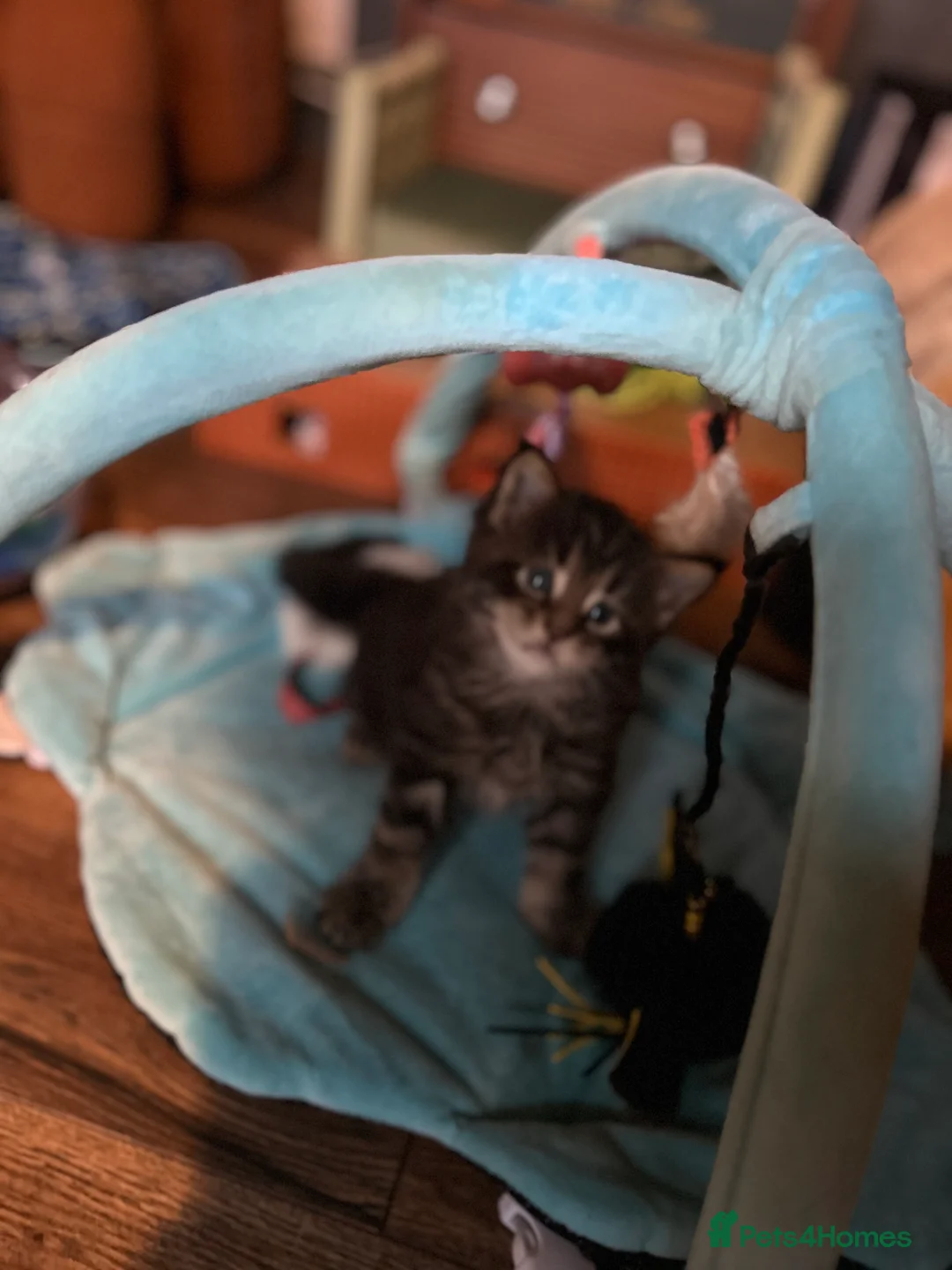 Maine Coon cats for sale: Last  2 Mainecoons kittens. left both boys  - Advert 10