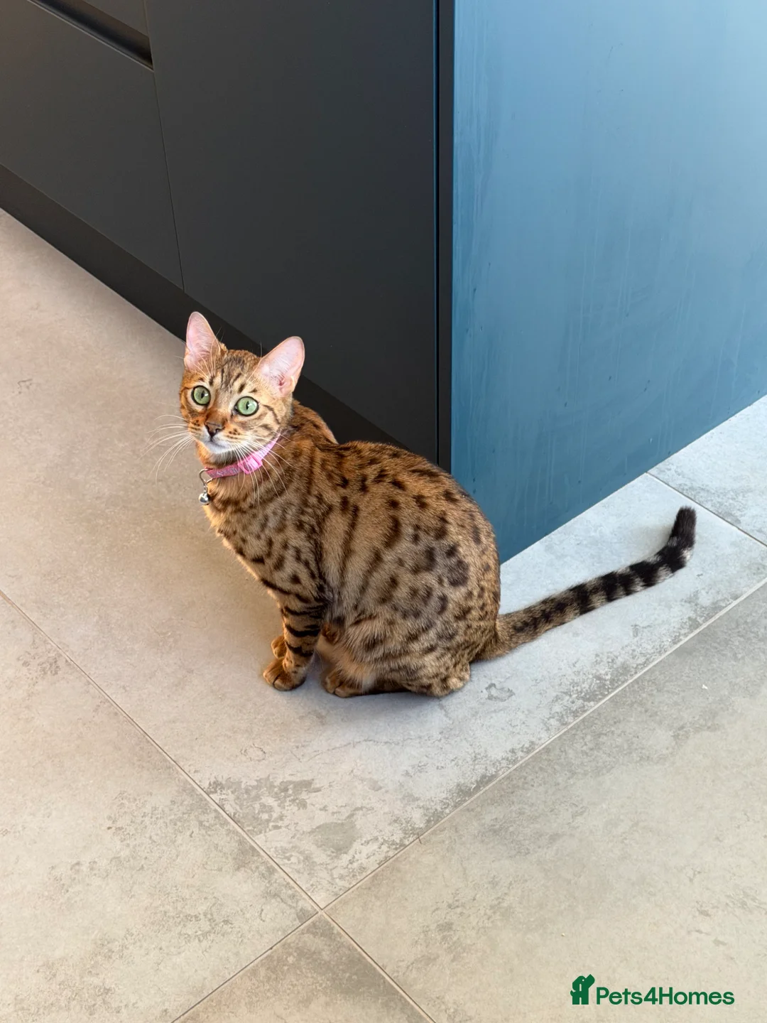 Bengal cats for sale: Beautiful Bengal cross kittens  - Advert 2