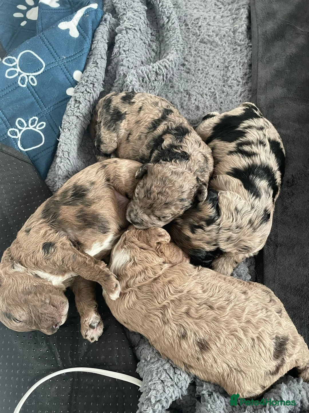 Cockapoo dogs for stud: F1 proven Blue Merle Cockapoo for stud in Aylesford - Advert 17